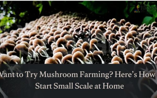 Want to Try Mushroom Farming? Here’s How to Start Small Scale at Home